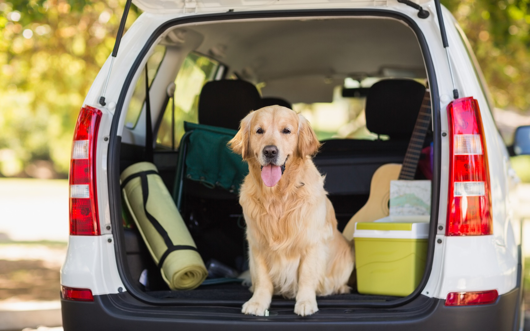 Hund in Transportbox