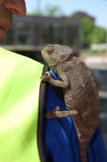 A protected reptile on the shoulder of a border guard