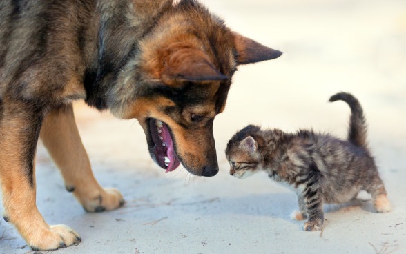 Mitbringen von Tieren - Hund und Katze