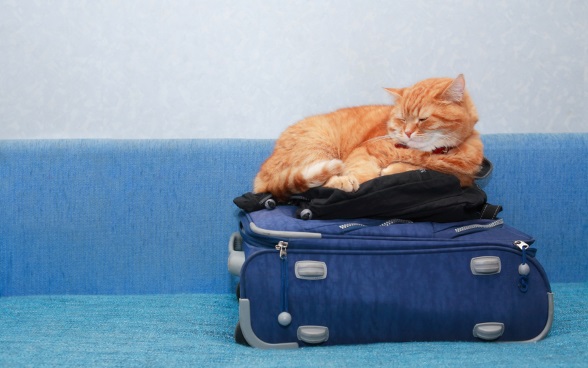Katze auf Koffer