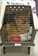 Un Cane in un box di trasporto aereo